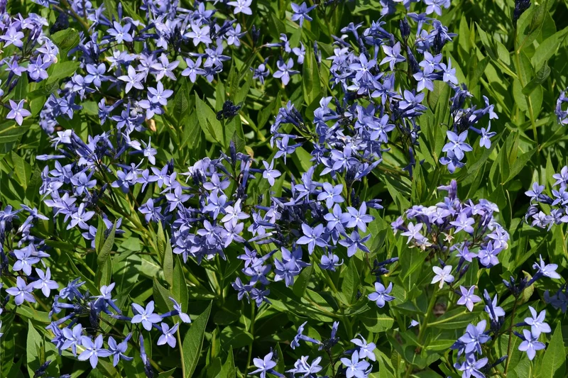 Amsonia 'Blue Ice' (Röhrenstern)