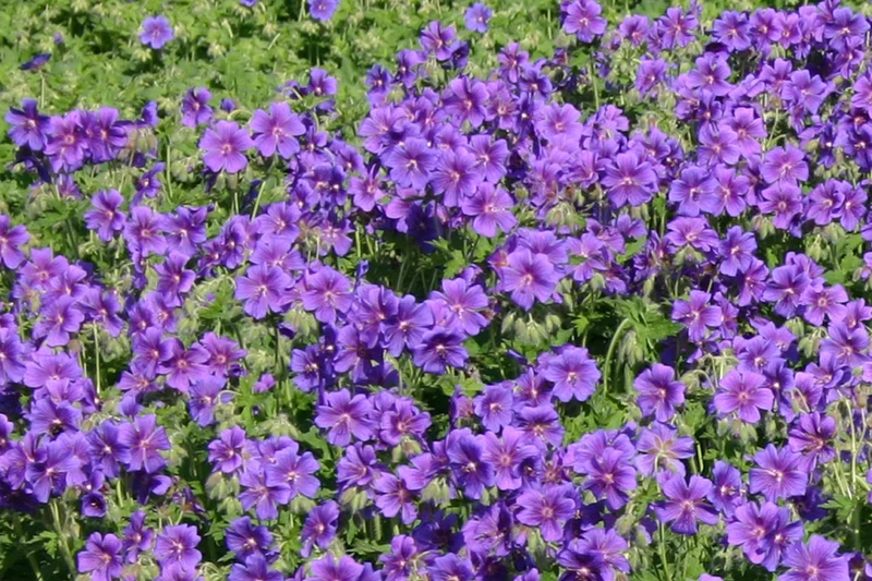 Geranium x magnificum (Prächtiger Storchschnabel)
