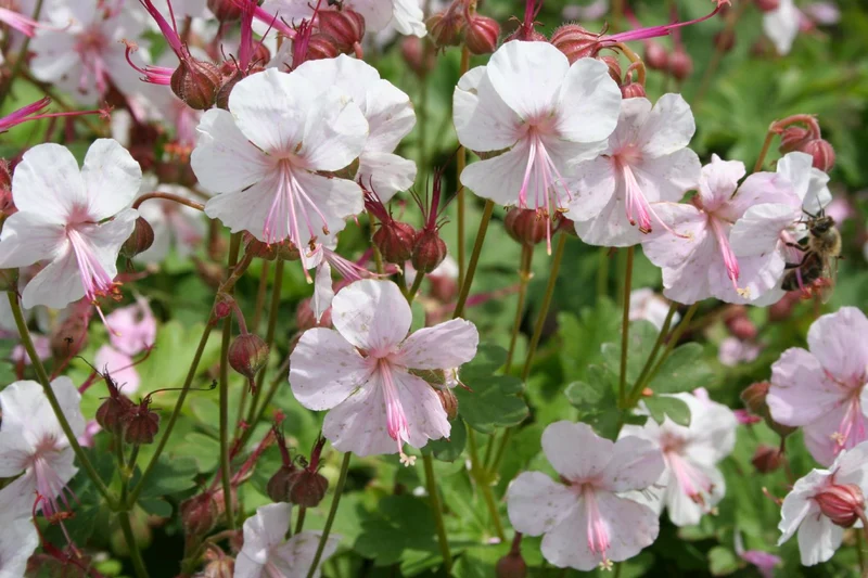 Geranium x cantabrigiense 'Biokovo' (Cambridge-Storchschnabel)