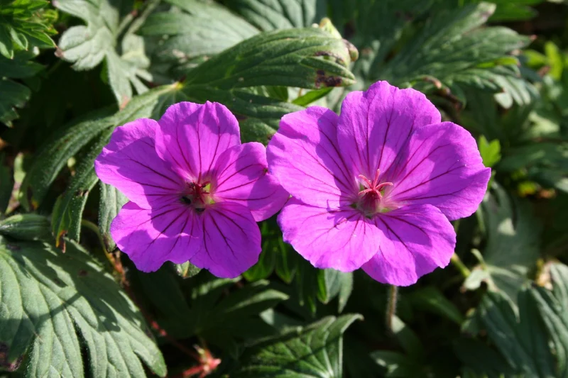 Geranium sanguineum 'Tiny Monster' (Blutstorchschnabel)