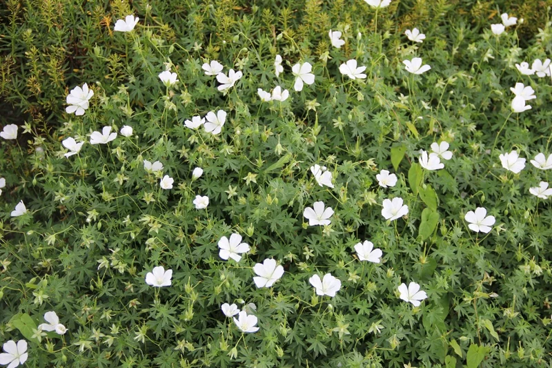 Geranium sanguineum 'Album' (Blut-Storchschnabel)