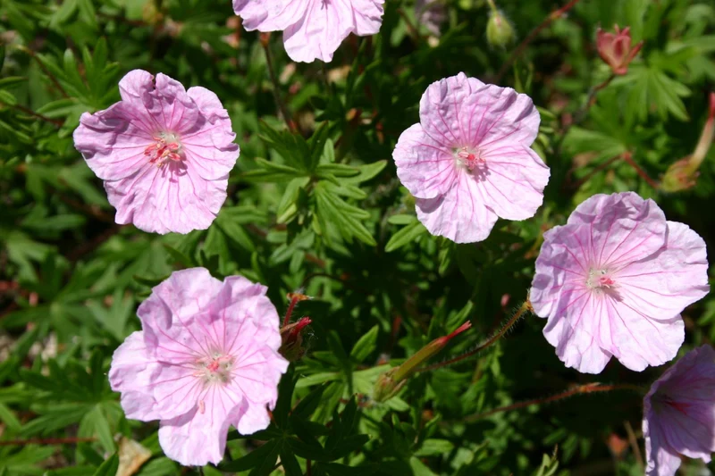 Geranium sang.var.striatum (Blut-Storchschnabel)