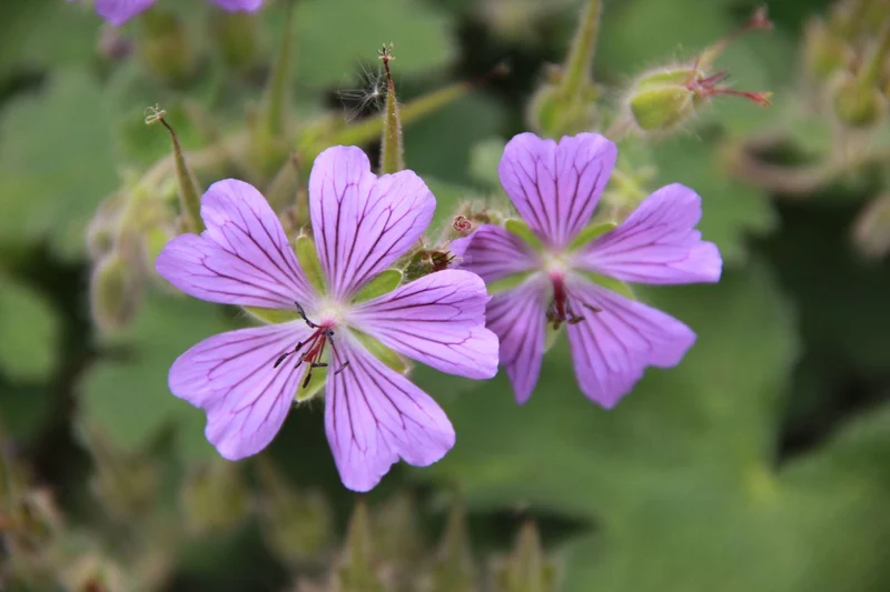 Geranium renardii 'Philippe Vapelle' (Garten-Storchschnabel)