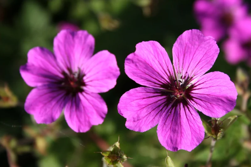 Geranium psilostemon 'Patricia' (Garten-Storchschnabel)