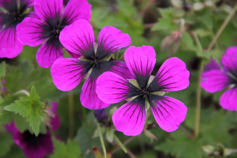 Geranium psilostemon 'Dragon Heart' (Armenischer Storchschnabel)