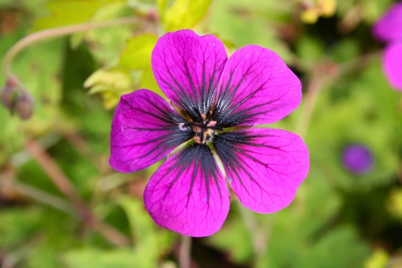 Geranium psilostemon 'Ann Folkard' (Storchschnabel)