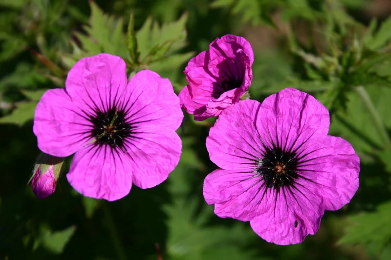 Geranium psilostemon (Storchschnabel)