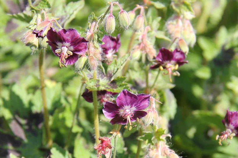 Geranium phaeum 'Samobor' (Brauner Garten-Storchschnabel)