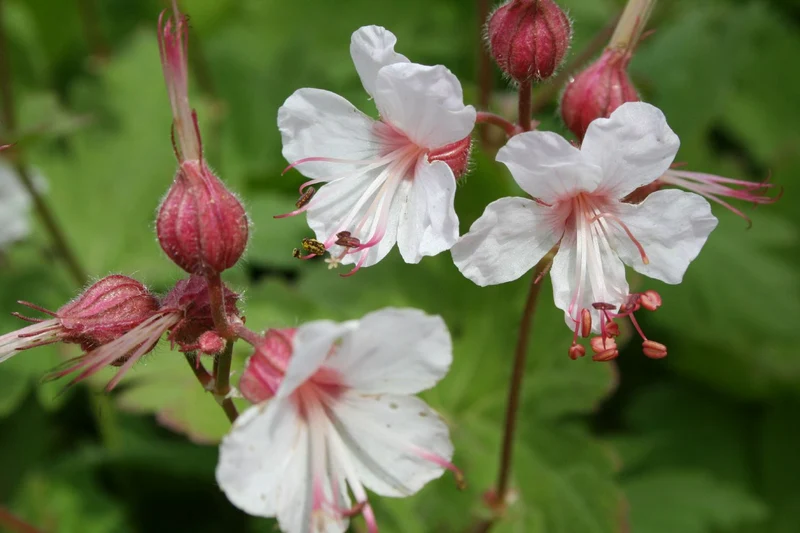 Geranium macrorrhizum 'Spessart' (Balkan-Storchschnabel)