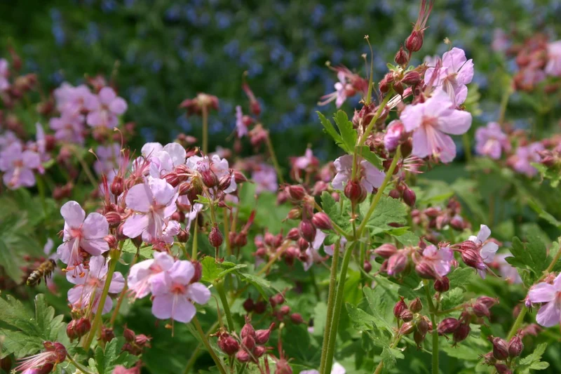 Geranium macrorrhizum 'Ingwersen' (Garten-Storchschnabel)