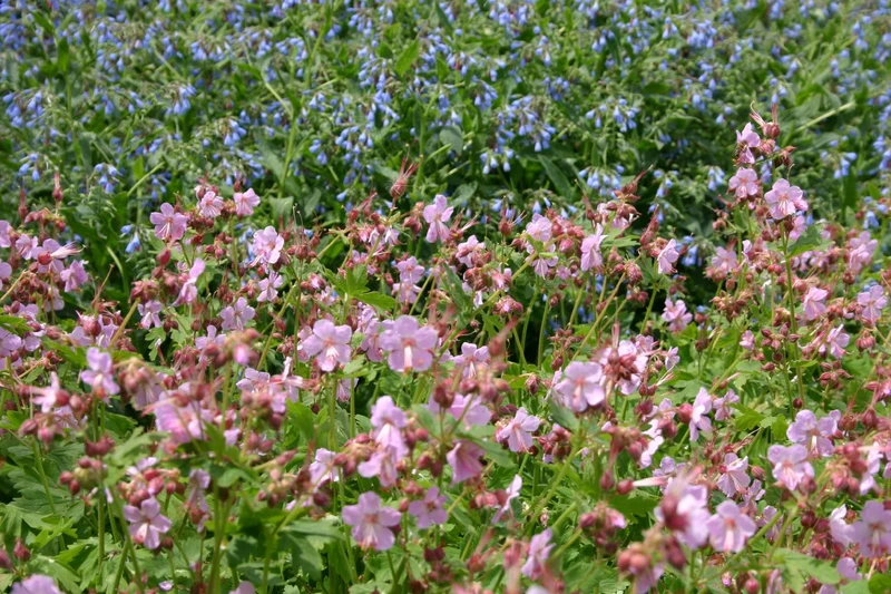Geranium macrorrhizum 'Ingwersen' (Garten-Storchschnabel)