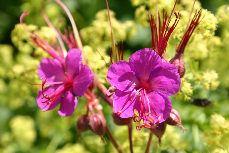 Geranium macrorrhizum 'Czakor' (Garten-Storchschnabel)