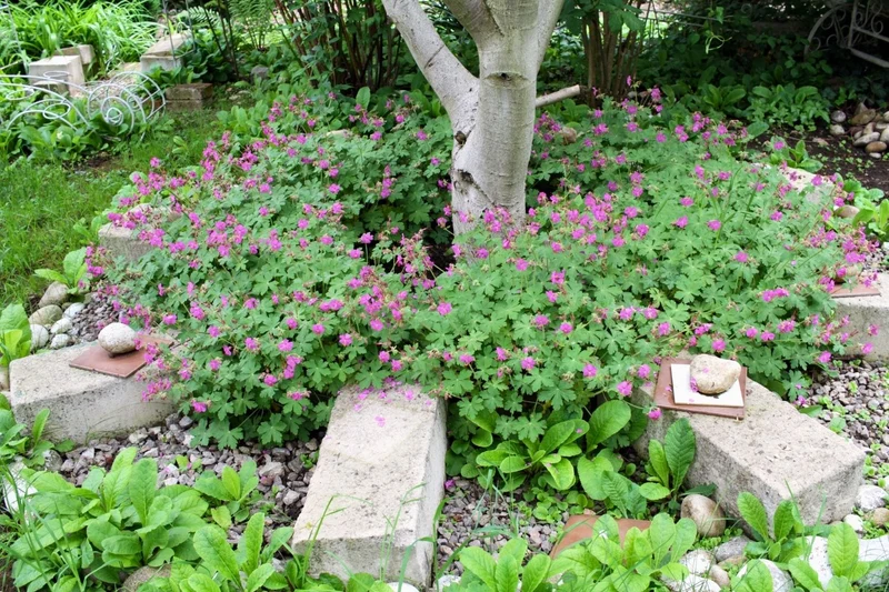 Geranium macrorrhizum 'Czakor' (Garten-Storchschnabel)