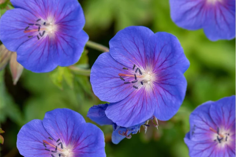 Geranium himalayense 'Baby Blue' (Himalaya-Storchschnabel)