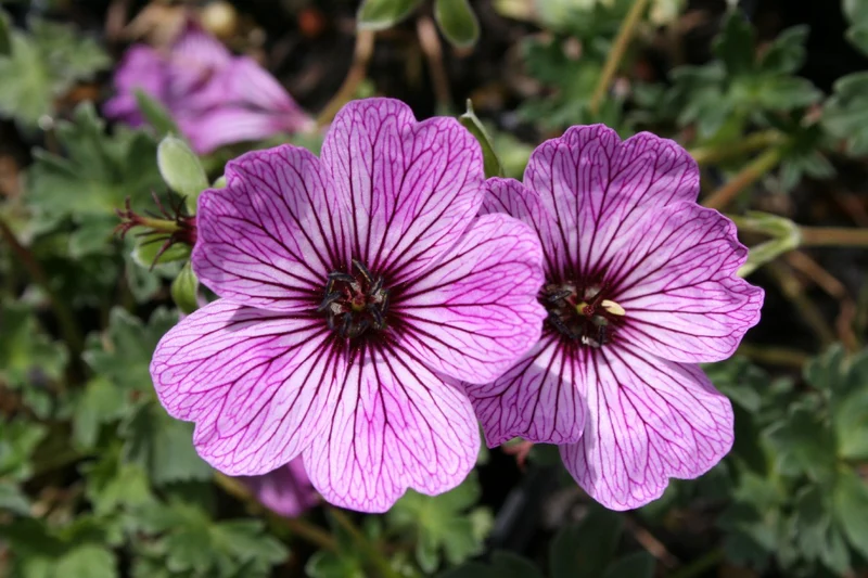 Geranium cinereum 'Ballerina' (Grauer Storchschnabel)