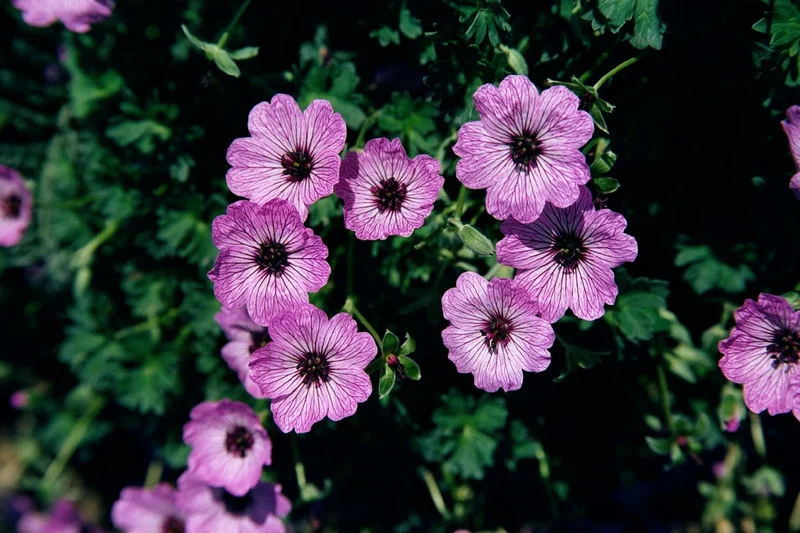 Geranium cinereum 'Ballerina' (Grauer Storchschnabel)