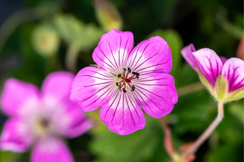 Geranium 'Kelly Anne' (Storchschnabel)