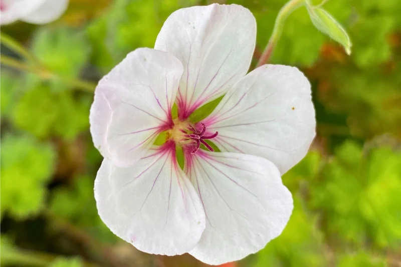 Geranium 'Coombland White' (Storchschnabel)