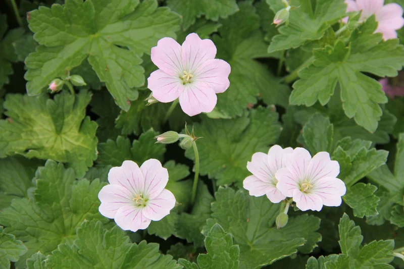 Geranium 'Dreamland' (Storchschnabel)