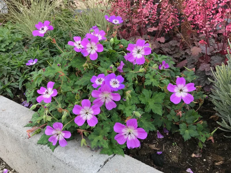 Geranium 'Bloom Time' ® (Storchschnabel)