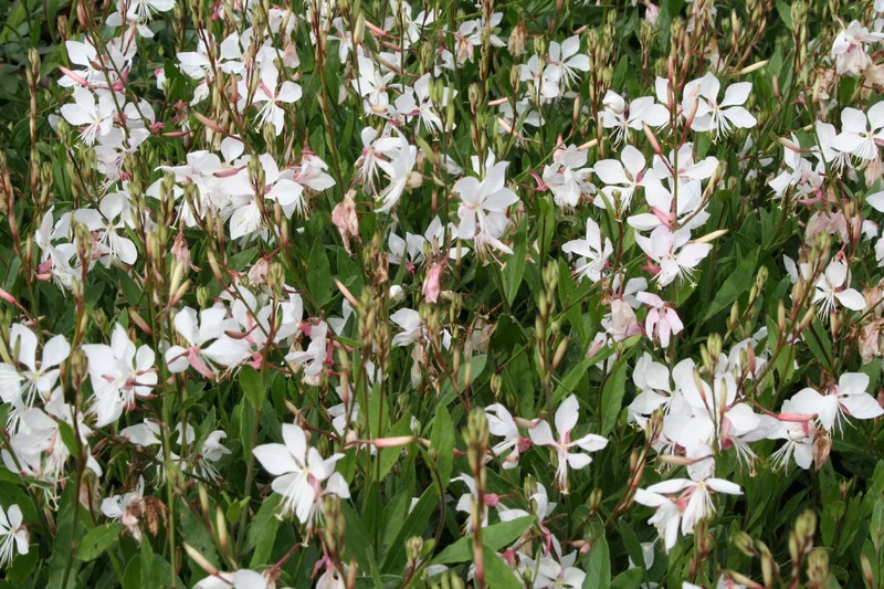 Gaura lindheimeri 'Short Form' (Prachtkerze)