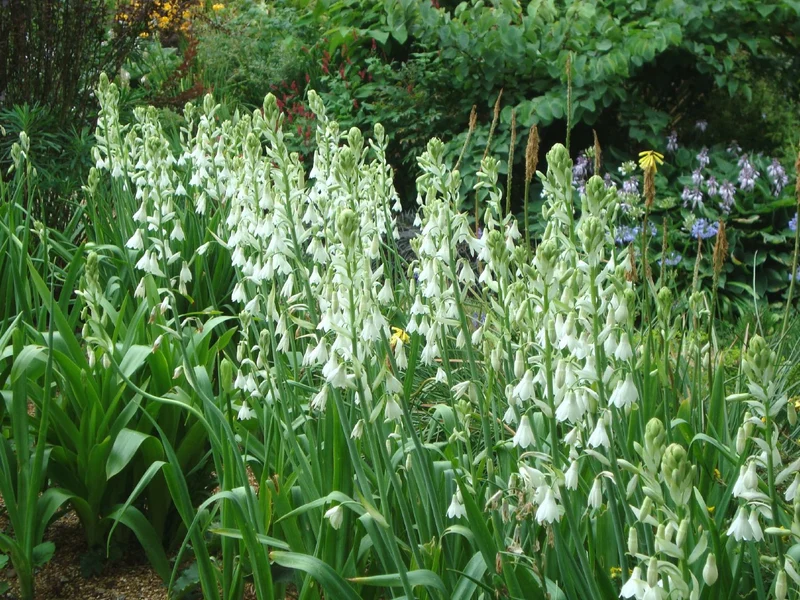 Galtonia candicans (Weißblühende Sommerhyazinthe)