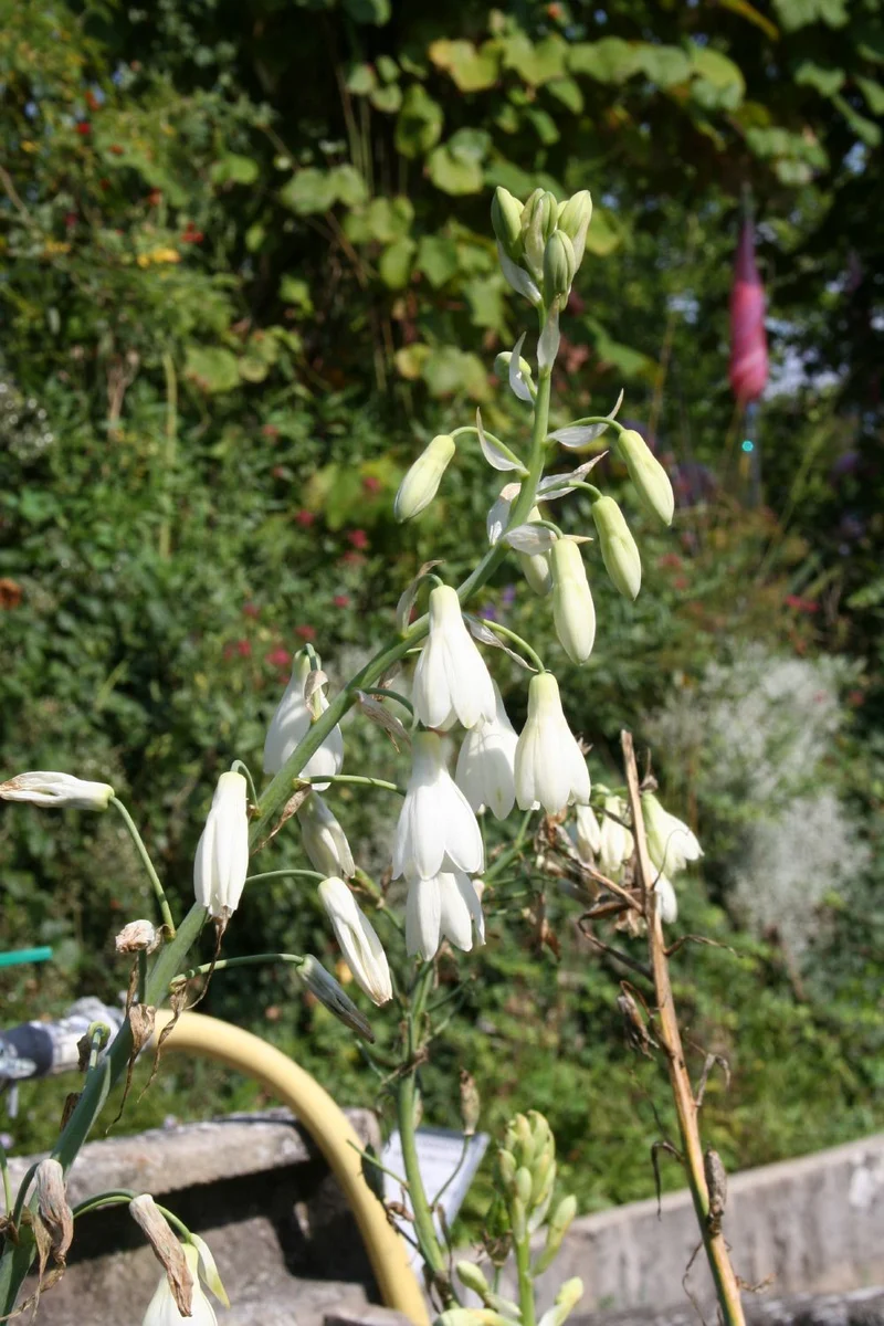 Galtonia candicans (Weißblühende Sommerhyazinthe)