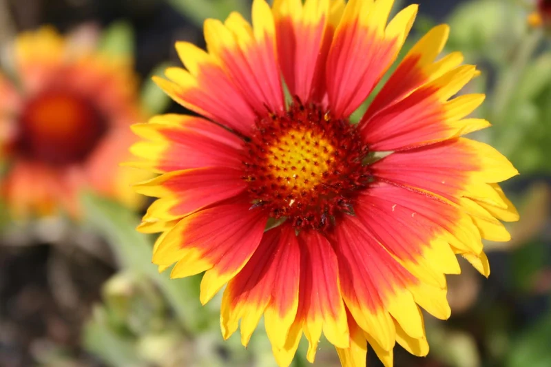 Gaillardia x grandiflora 'Kobold' (Großblumige Kokardenblume)