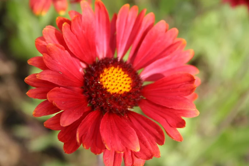 Gaillardia x grandiflora 'Burgunder' (Großblumige Kokardenblume)