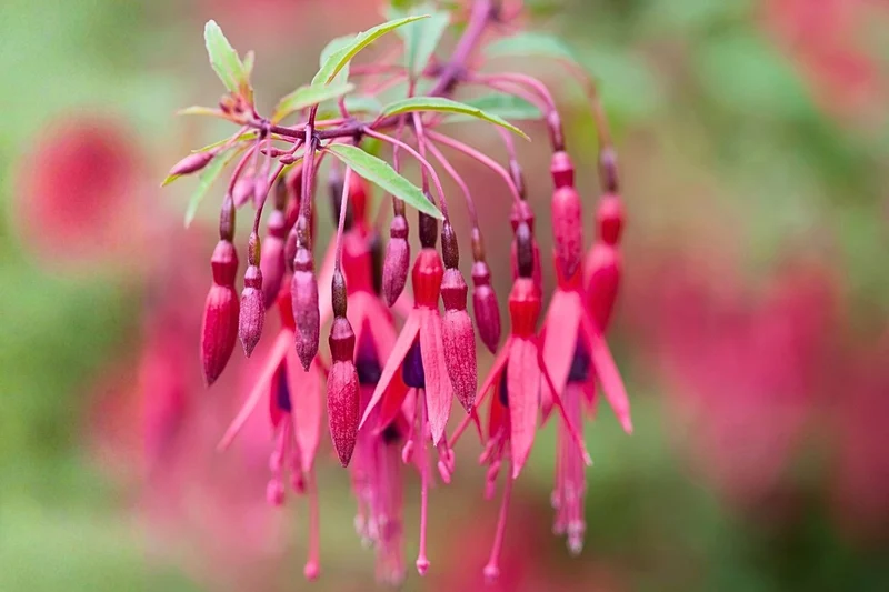 Fuchsia magellanica var. gracilis (Fuchsie)