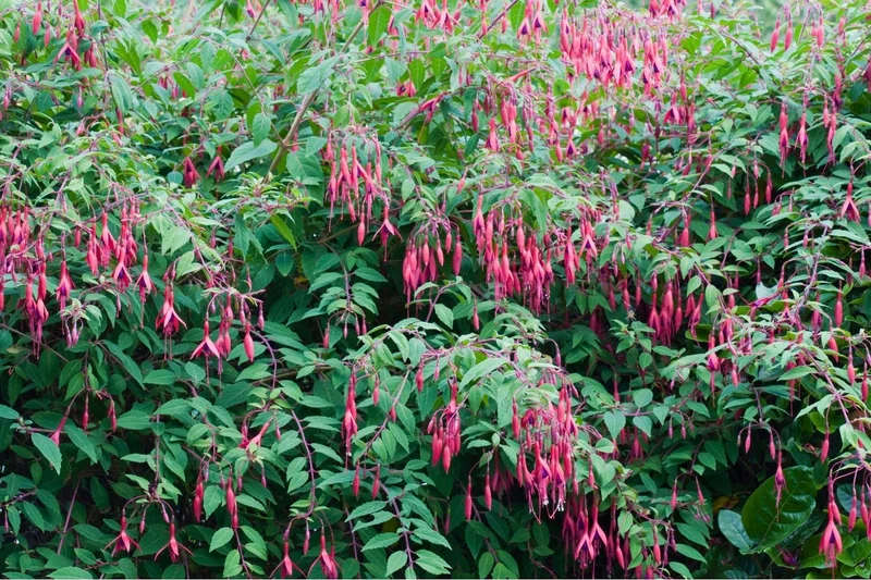 Fuchsia magellanica var. gracilis (Fuchsie)