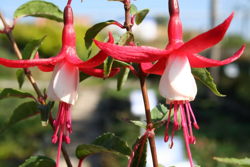 Fuchsia magellanica 'Mme.Cornelissen' (Fuchsie)