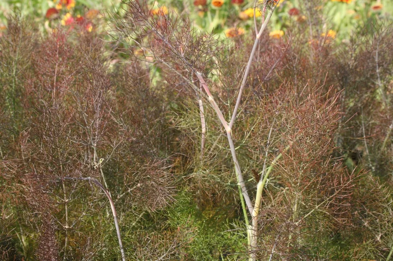 Foeniculum vulgare 'Atropurpureum' (Dunkelblättriger Garten-Fenchel)