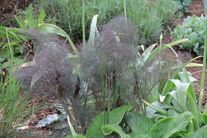 Foeniculum vulgare 'Atropurpureum' (Dunkelblättriger Garten-Fenchel)
