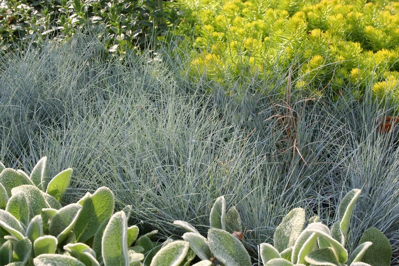 Festuca cinerea [glauca] (Blau-Schwingel)