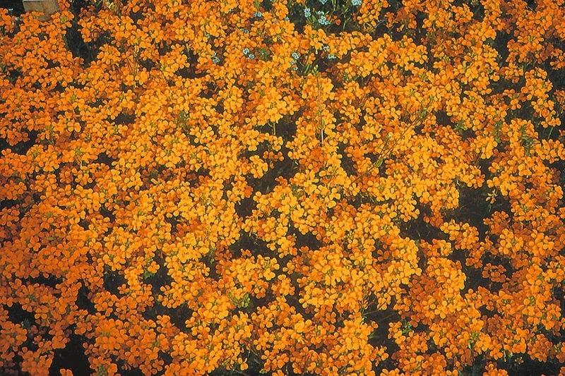 Erysimum linifolium 'Orange Flame' (Goldlack, Schöterich)