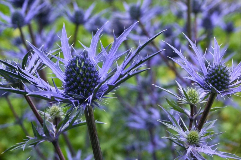 Eryngium 'Lapis Blue' (Mannstreu)
