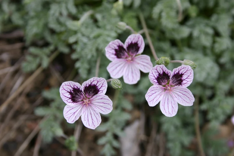 Erodium x kolbianum 'Natasha' (Reiherschnabel)
