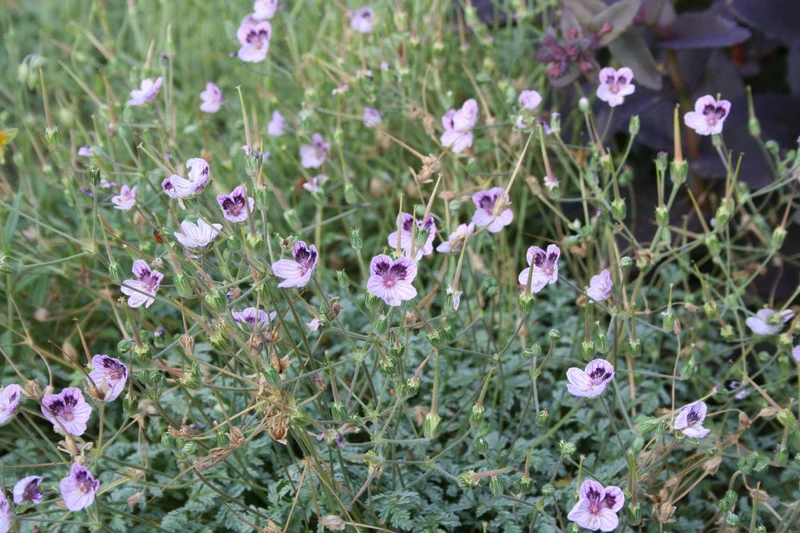Erodium x kolbianum 'Natasha' (Reiherschnabel)