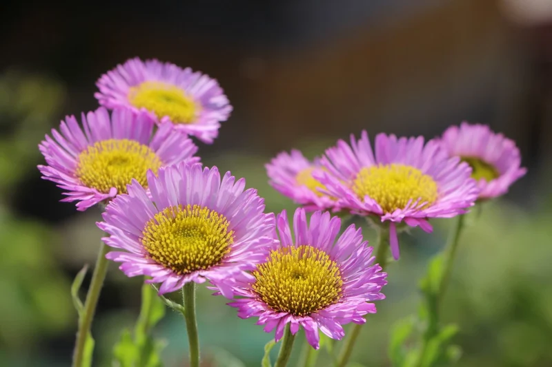 Erigeron glaucus 'Sea Breeze' (Strand-Aster)