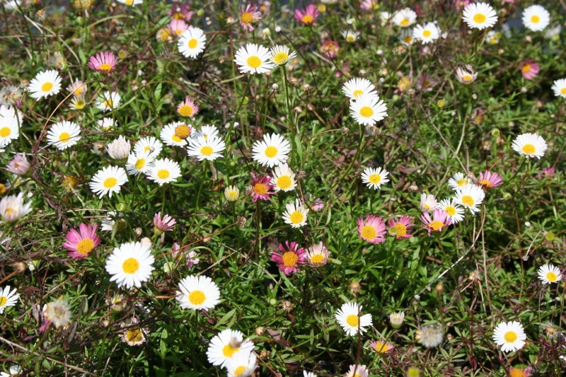 Erigeron karvinskianus 'Blütenmeer' (Spanisches Gänseblümchen)