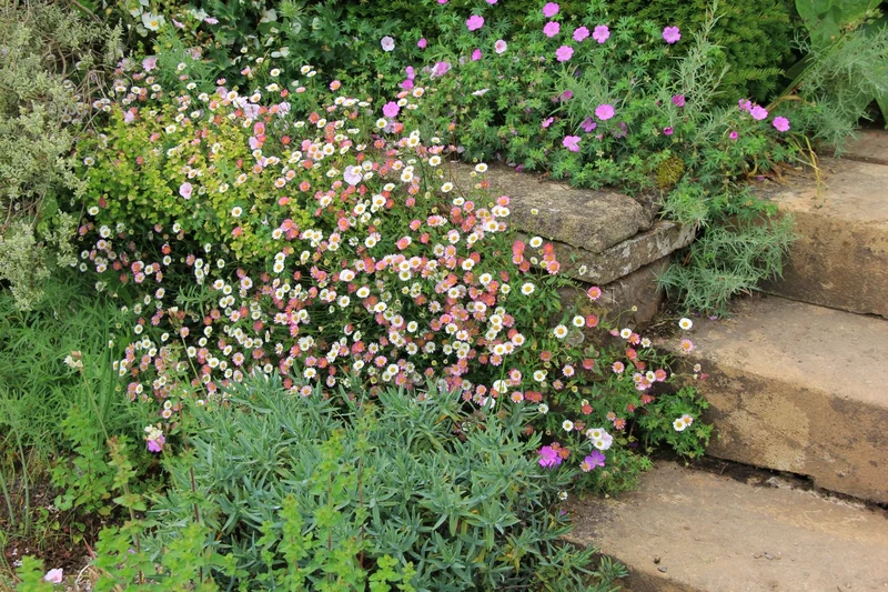 Erigeron karvinskianus 'Blütenmeer' (Spanisches Gänseblümchen)
