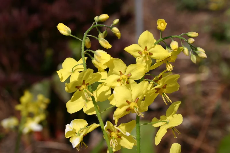 Epimedium x perralchicum 'Frohnleiten' (Elfenblume)