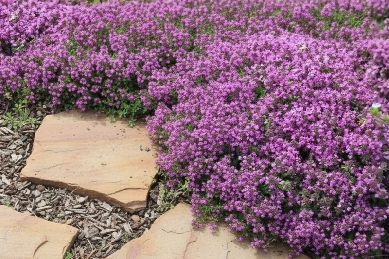 Duftender Thymian-Teppich (Der blütenreiche Rasenersatz)