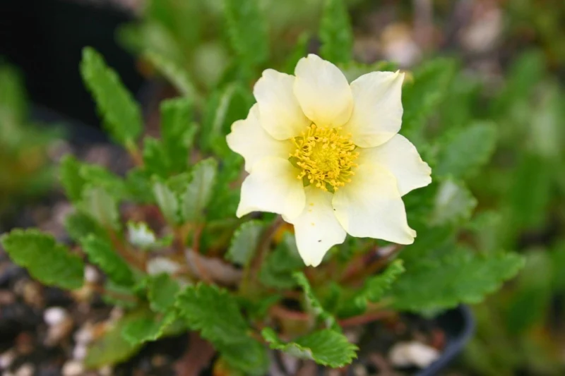 Dryas x suendermannii (Sündermanns Silberwurz)