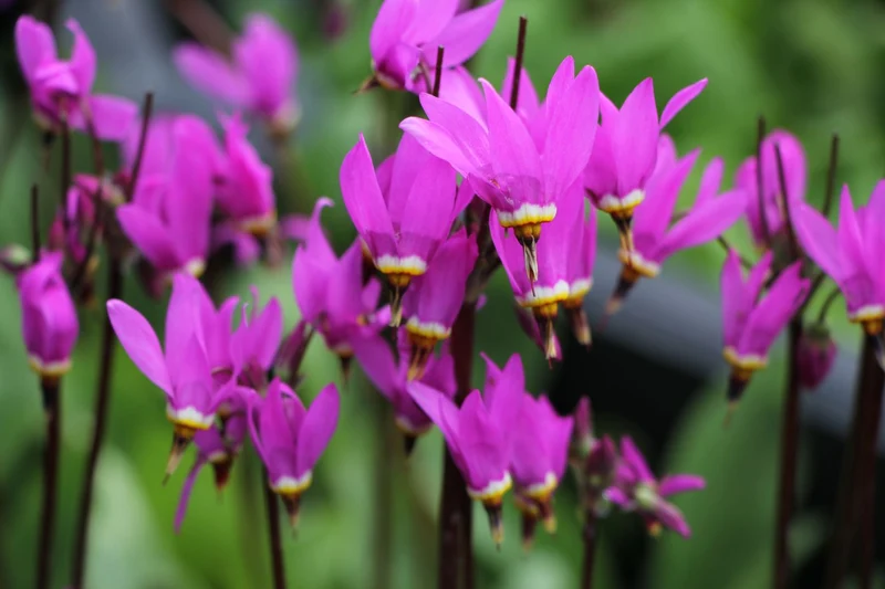 Dodecatheon meadia 'Red Wings' (Götterblume)