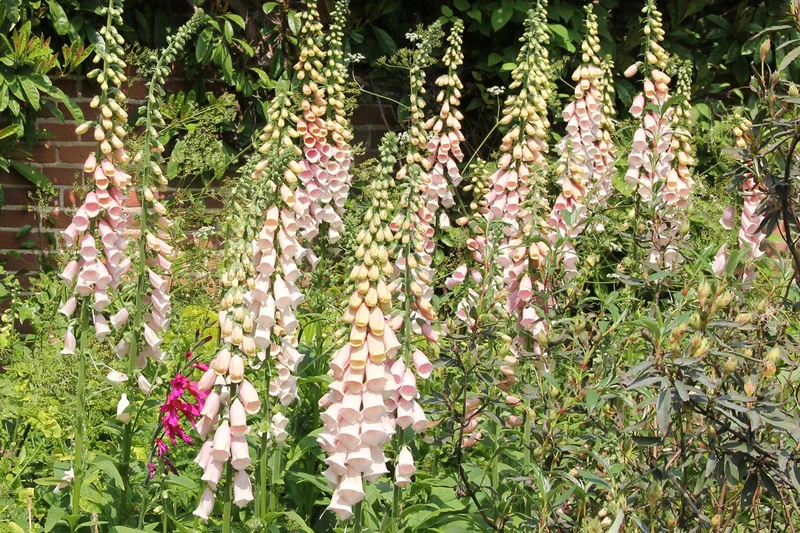 Digitalis purpurea 'Suttons Apricot' (Fingerhut)