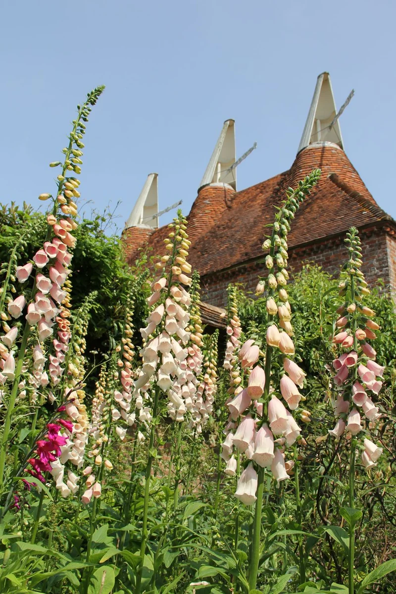 Digitalis purpurea 'Suttons Apricot' (Fingerhut)