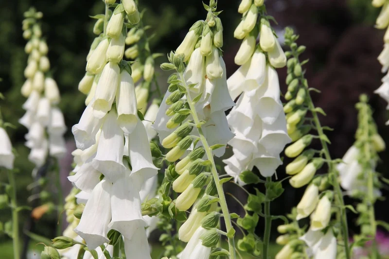 Digitalis purpurea 'Snow Thimble' (Fingerhut)