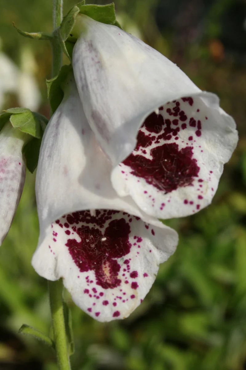 Digitalis purpurea 'Pam's Choice' (Garten-Fingerhut)